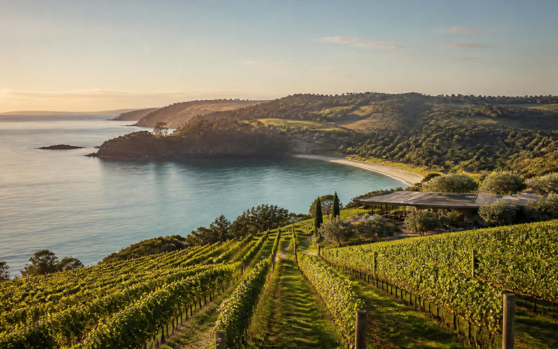 Waiheke Island vineyard overlooking the ocean